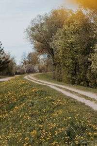 dambja celiņš pavasarī