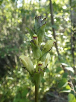 diza_janeglite_pedicularis_sceptrum_carolinum