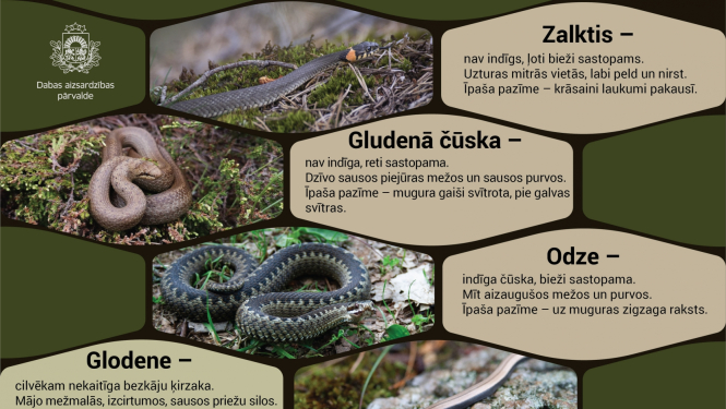 Čūskas