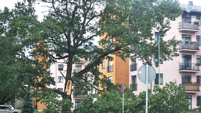aizlauzts koks