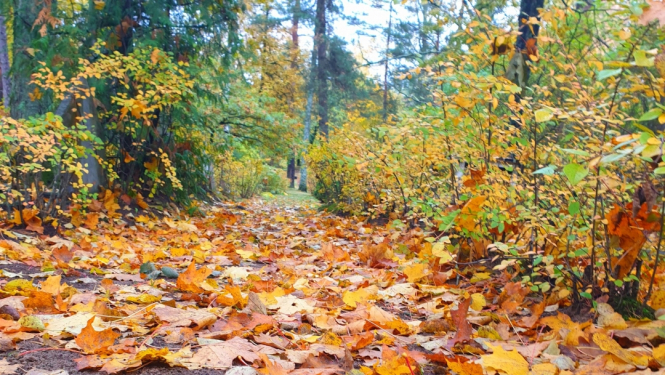 rudens lapas