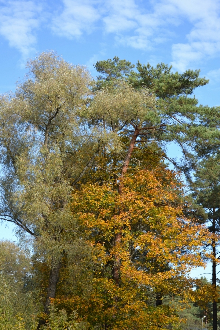 aktīvā pastaiga “ieČāpo”