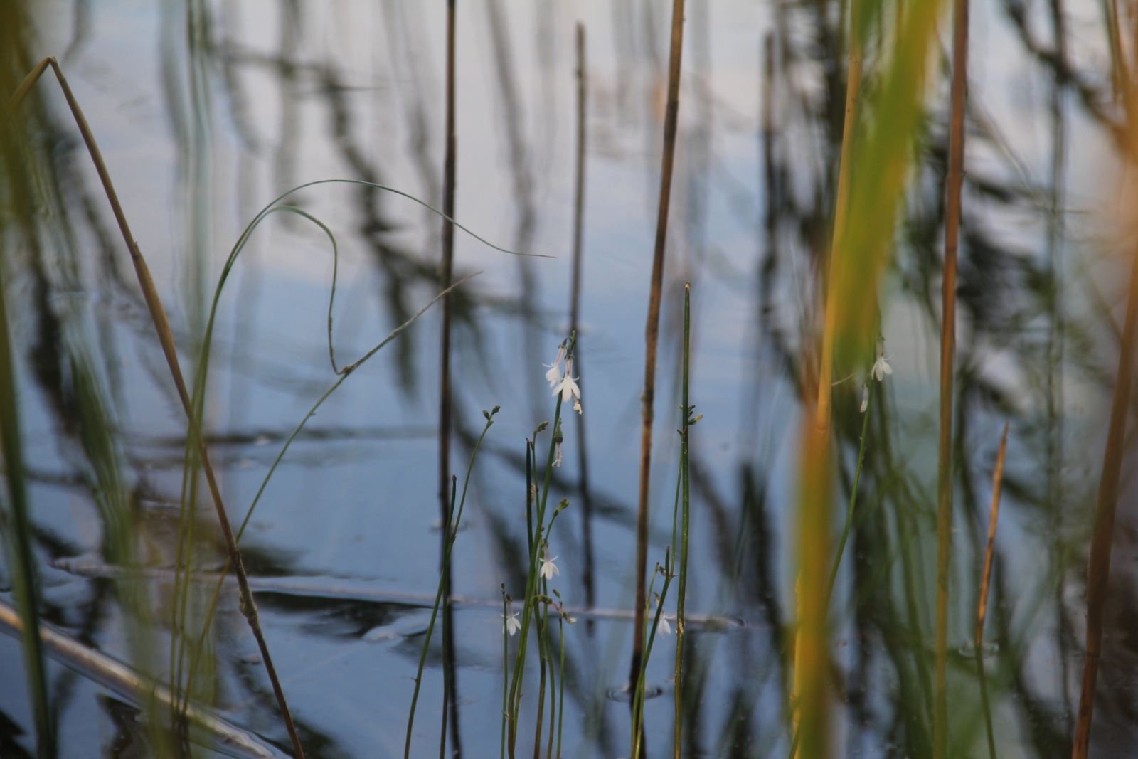 Pārgājiens Meklējot ezera lobēliju Lilastē - 23