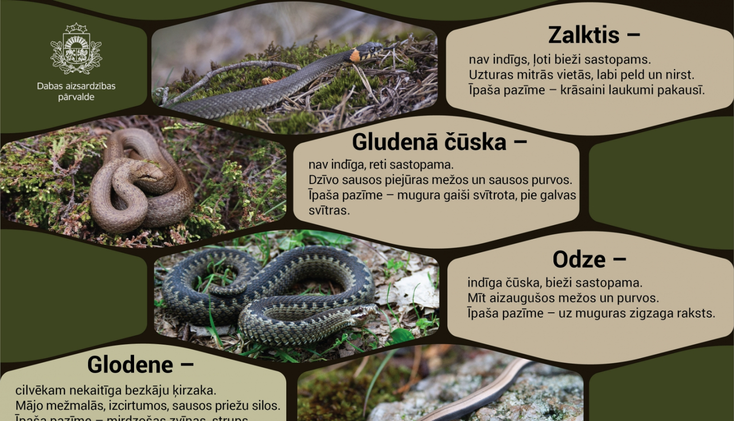 Čūskas