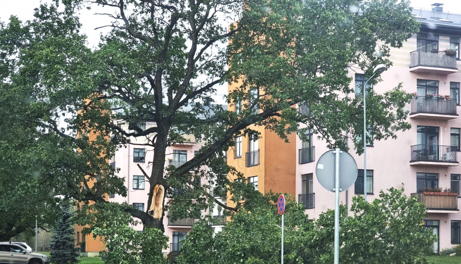 aizlauzts koks