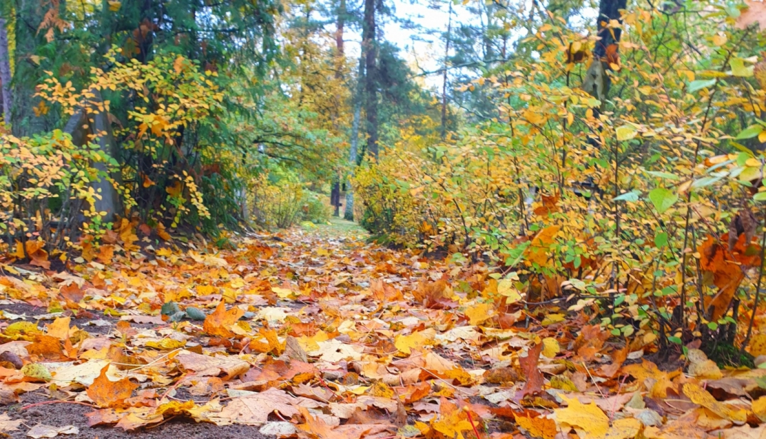 rudens lapas