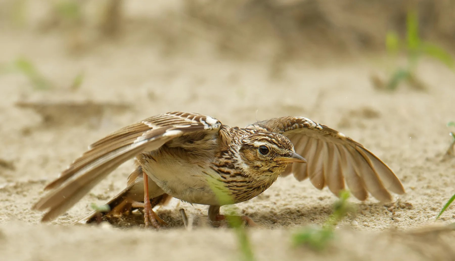 Sila cīrulis, BirdLife