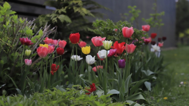 tulpes