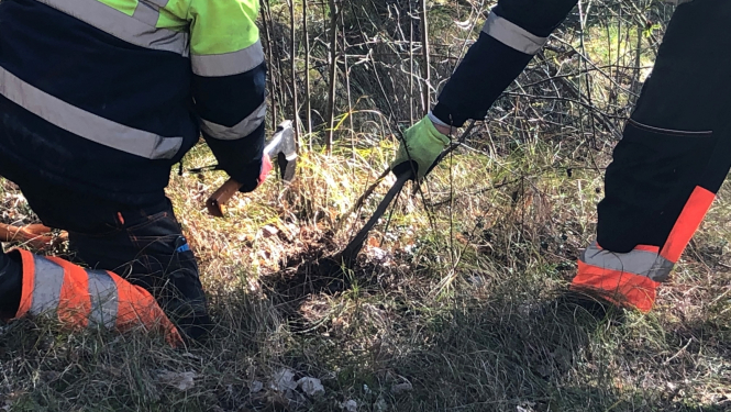 Svešzemju augu izplatības ierobežošanas darbi