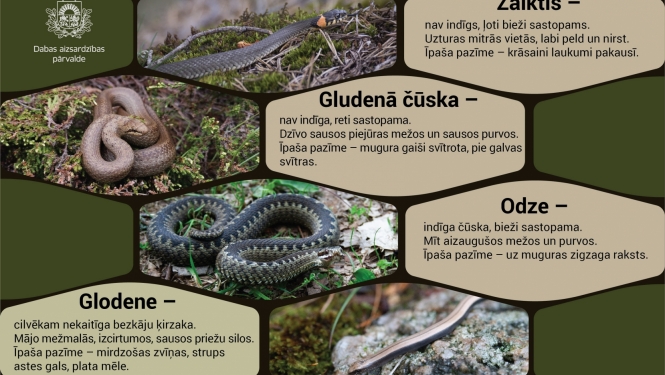 Čūskas