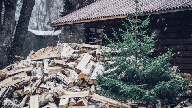 “Eco Baltia vide” pēc svētkiem eglītes pieņems šķirošanas laukumā