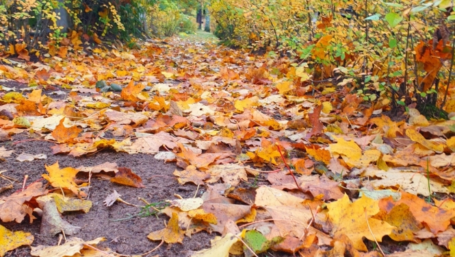 rudens lapas