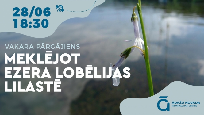 meklējot lobēlijas Lilastē, pārgājiens