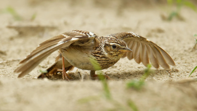Sila cīrulis, BirdLife