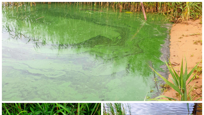 zilaļģes, attaru ezers, mazais baltezers