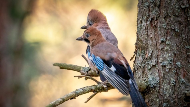 Skatītāju balsojumā uzvarējusī fotogrāfija “Sīļu pāris” . Foto Aleksandrs Jazemovs.