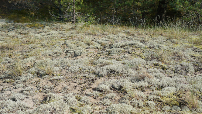 Dabas parkā “Piejūra” atjaunos mežaudzi un nostiprinās pelēkās kāpas