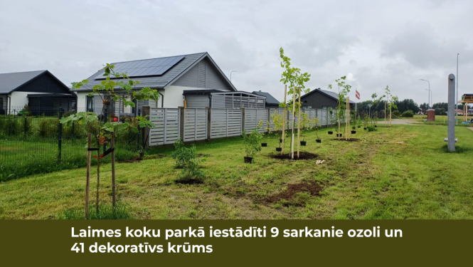 Laimes parkā koki_2025