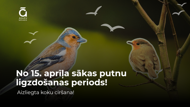 Koku ciršana - putnu ligzdošanas periods