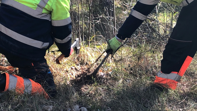 Svešzemju augu izplatības ierobežošanas darbi