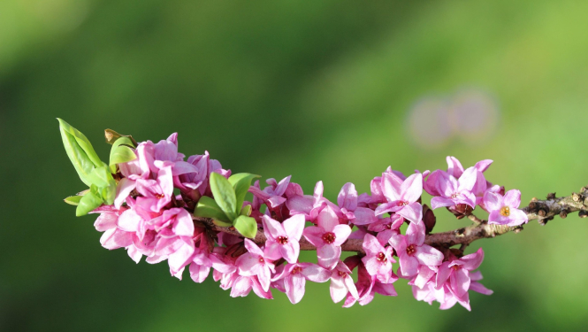 zalktene jeb meža ceriņi