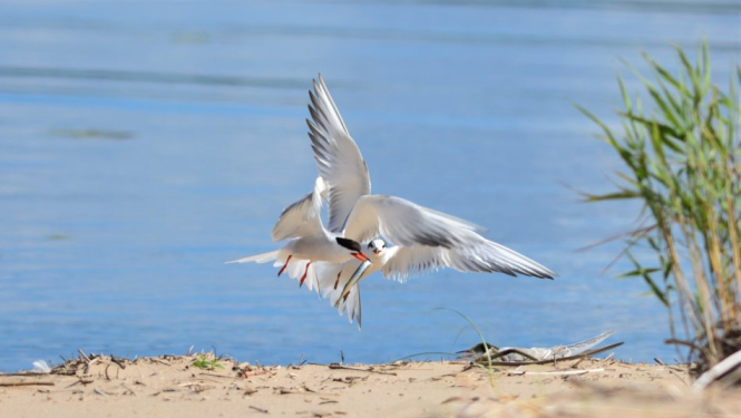 Noslēdzoties ligzdošanas sezonai, apmeklētājiem atver trīs upju grīvas