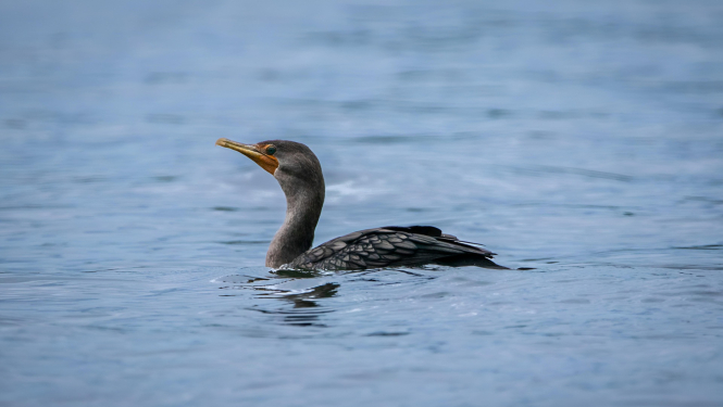 jūras krauklis jeb ūdenis