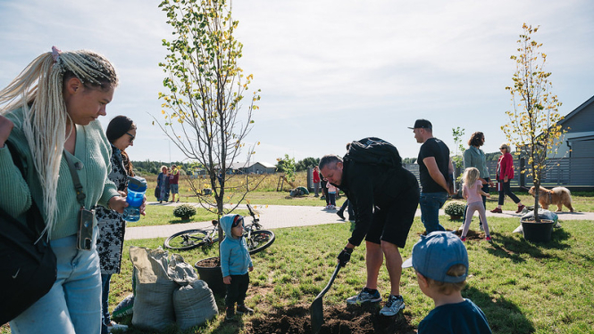 cilvēki stāda koku