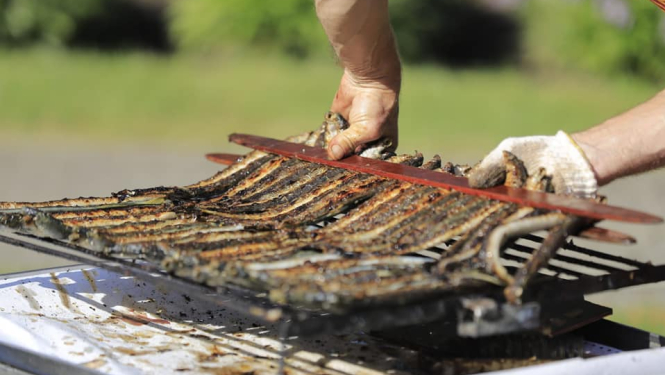 Cepti nēģi, Carnikava, Nēģu svētki