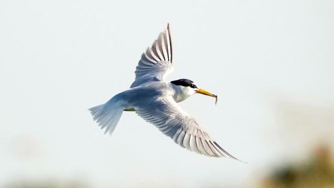 mazais-zīriņš-pexels