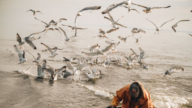 Zvejnieks laivā, jūrā, kaiju bari