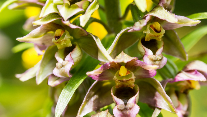 platlapu orhideja tuvplānā