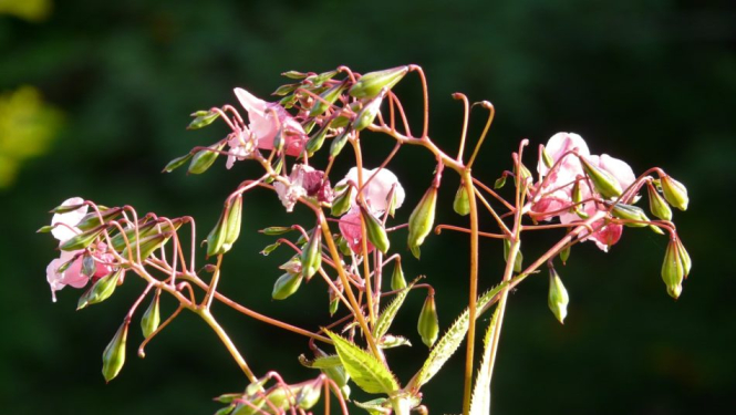 Iespējas invazīvo sugu pārvaldībā un apkarošanā kļūst aizvien plašākas