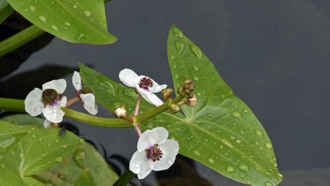 augs ūdenī, uz lapām