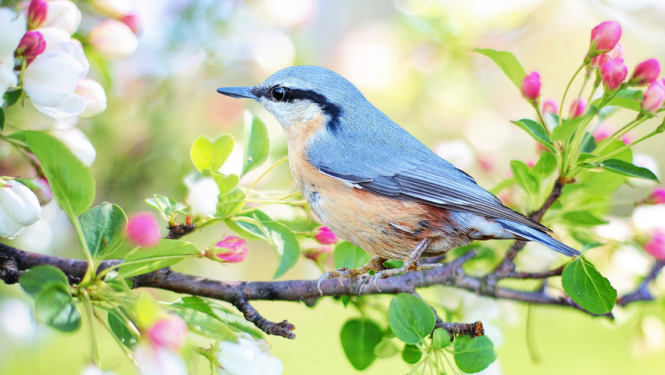 putns-koku-zaros-ziedi