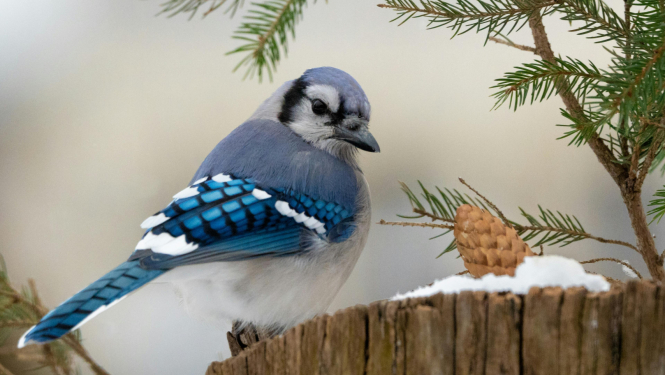 sīlis, putns, pexels