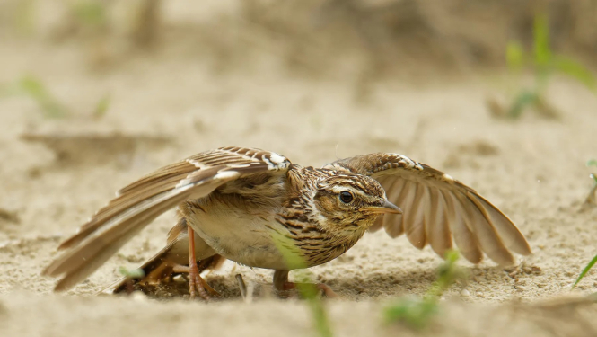 Sila cīrulis, BirdLife