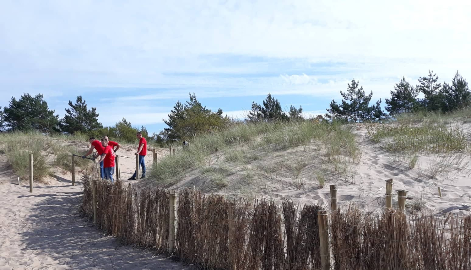 Biotopu atjaunošanas talkā kāpās Carnikavā veido niedru žodziņus un atjauno pelēkās kāpas