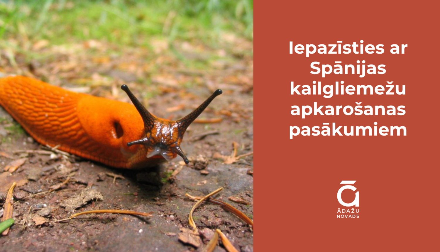 spānijas kailgliemezis