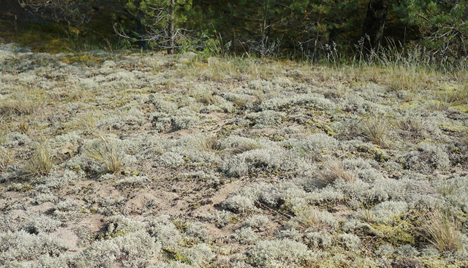 Dabas parkā “Piejūra” atjaunos mežaudzi un nostiprinās pelēkās kāpas