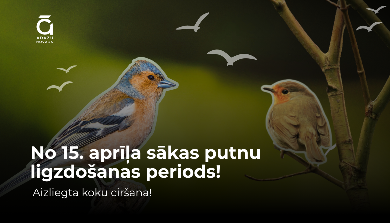 Koku ciršana - putnu ligzdošanas periods