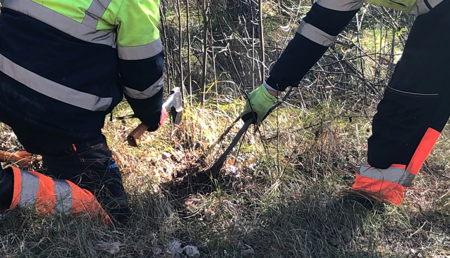 Svešzemju augu izplatības ierobežošanas darbi