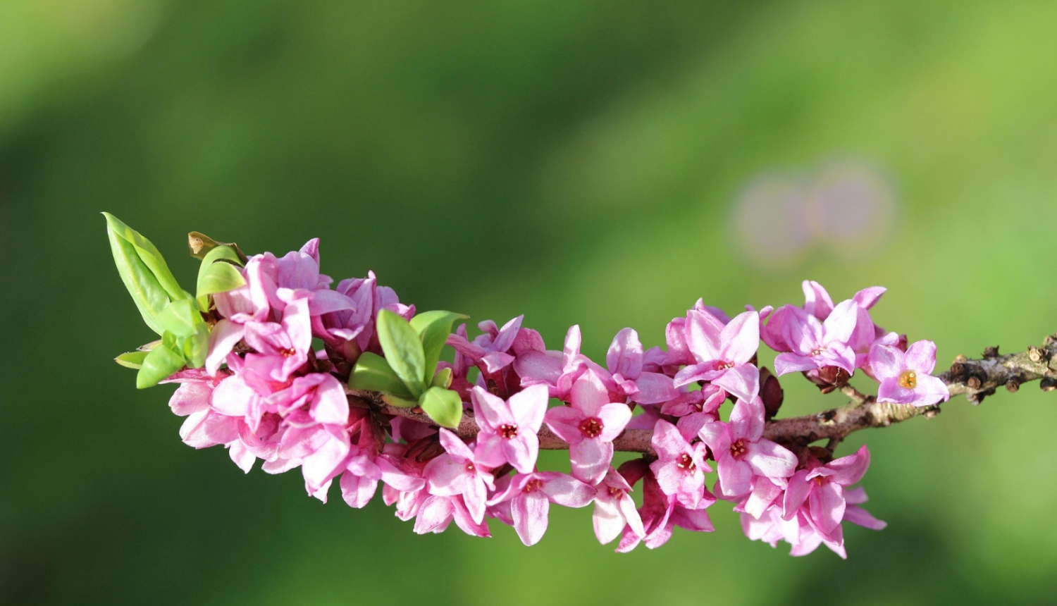 zalktene jeb meža ceriņi