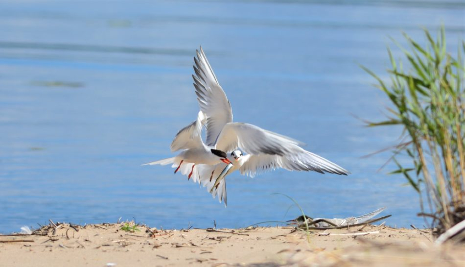 Noslēdzoties ligzdošanas sezonai, apmeklētājiem atver trīs upju grīvas