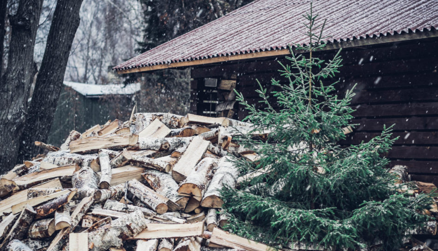 “Eco Baltia vide” pēc svētkiem eglītes pieņems šķirošanas laukumā