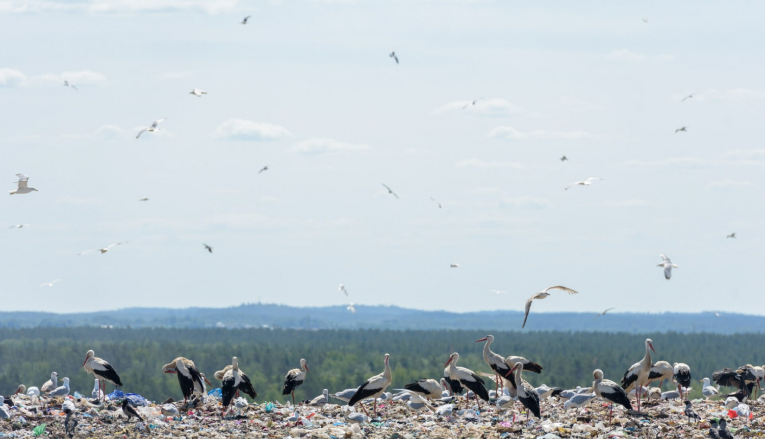 Foto: Kaspars Garda | Getliņi EKO