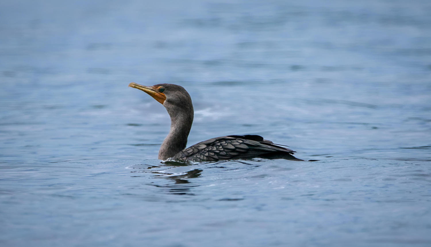 jūras krauklis jeb ūdenis