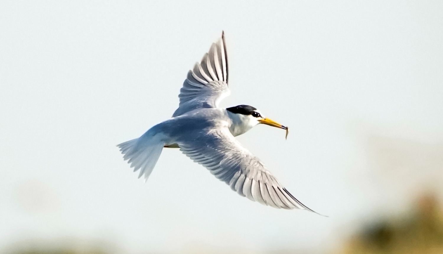 mazais-zīriņš-pexels