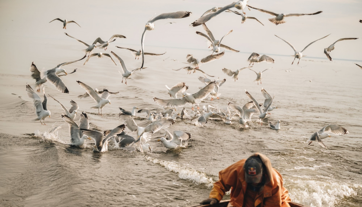 Zvejnieks laivā, jūrā, kaiju bari