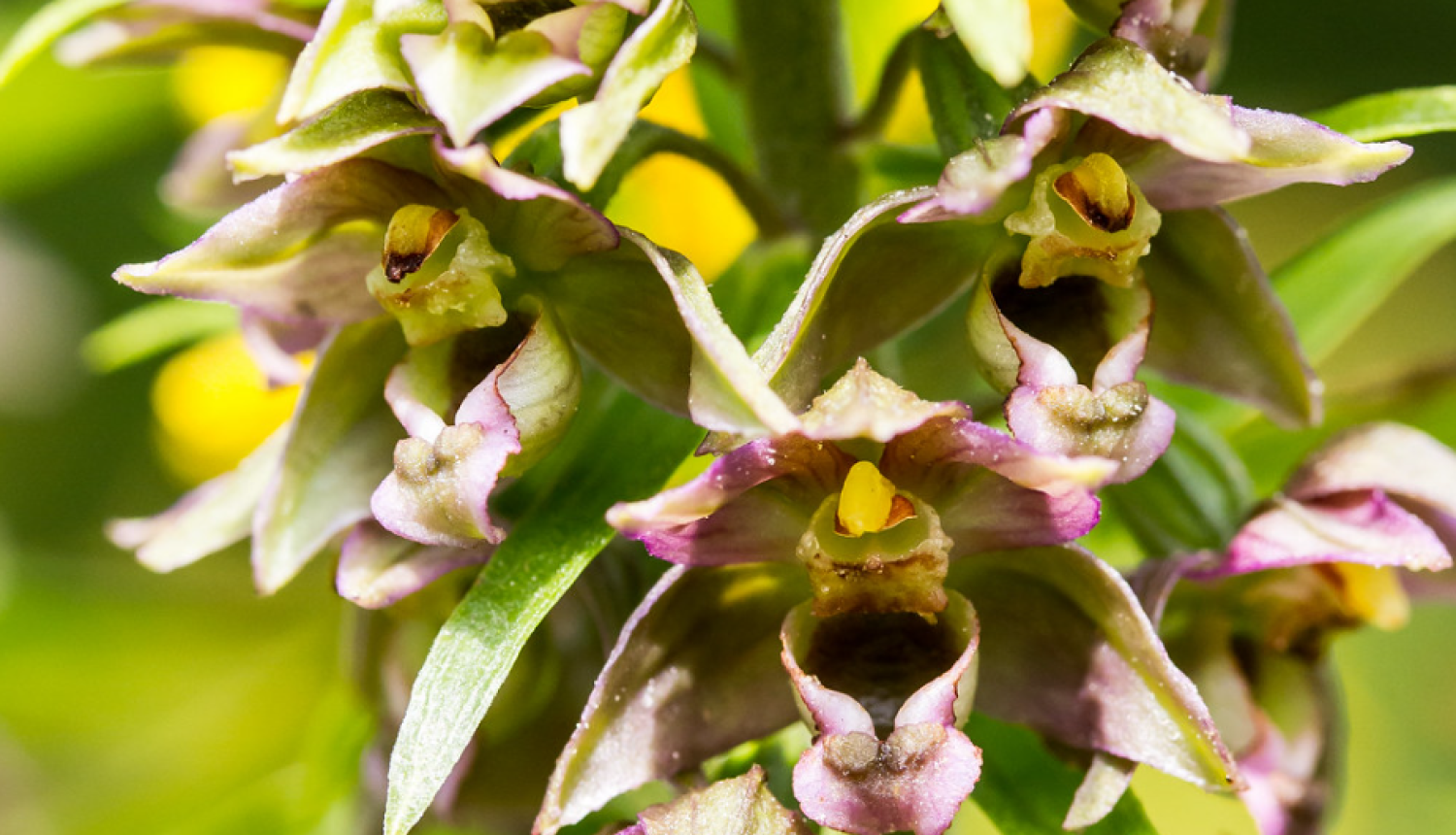 platlapu orhideja tuvplānā